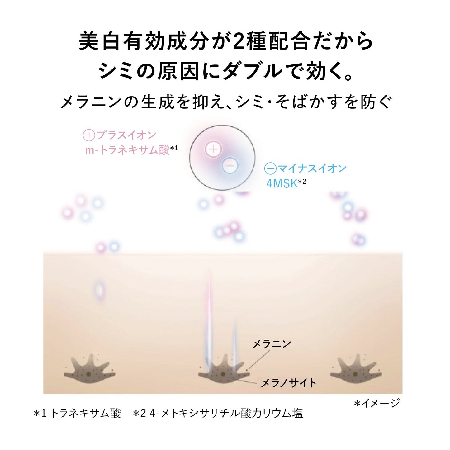 メラノフォーカスＩＶ